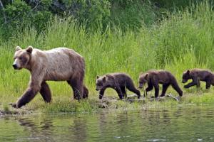 Kanada | British Columbia - Zu den Grizzlybären British Columbias